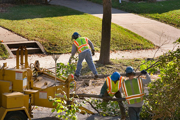 How Our Tree Care Process Works  in  Ambler, PA